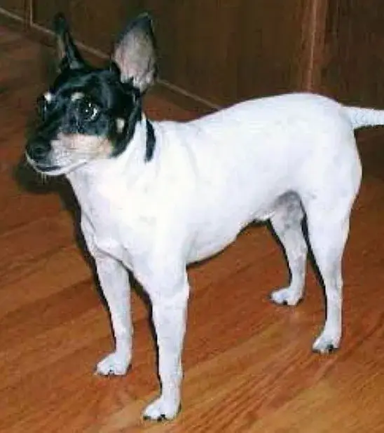Toy Fox Terrier photo