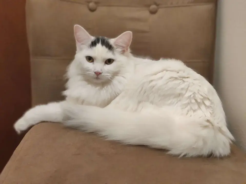 Turkish Van photo