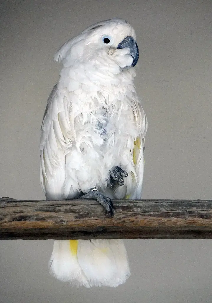 Umbrella Cockatoo photo