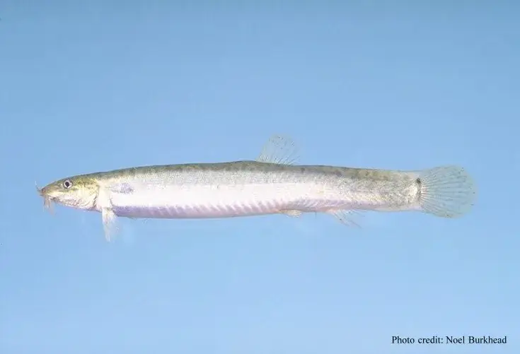 Weather Loach photo