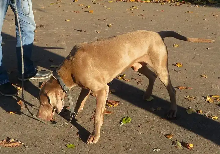 Weimaraner photo