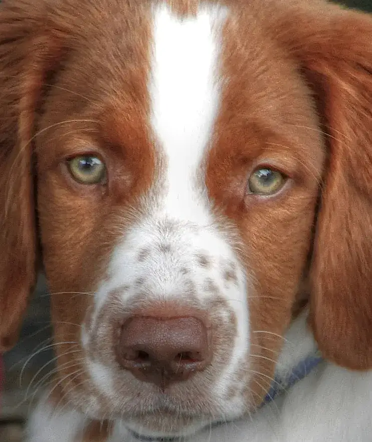 Welsh Springer Spaniel photo