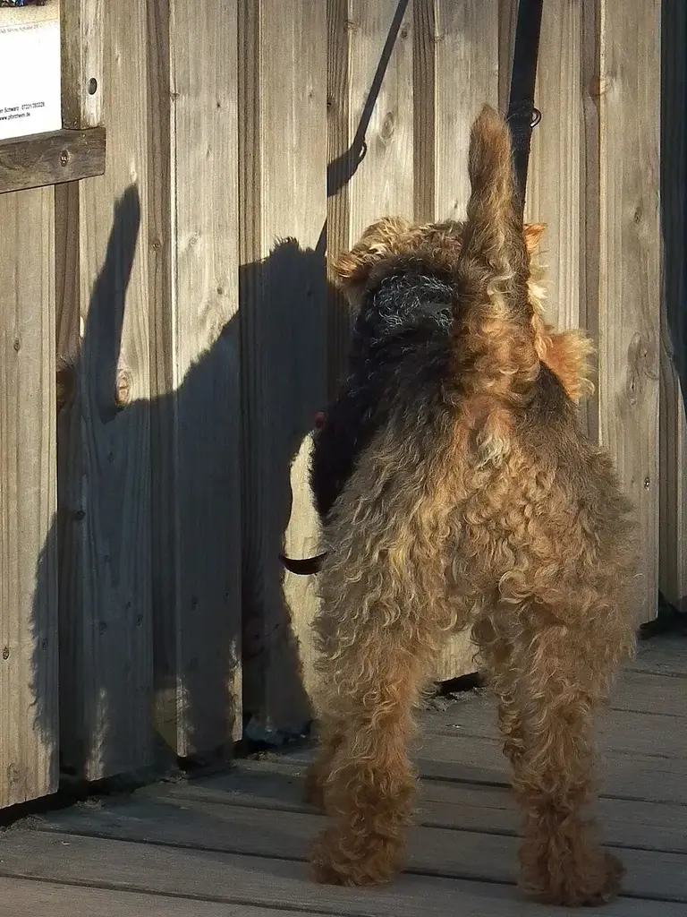 Welsh Terrier photo