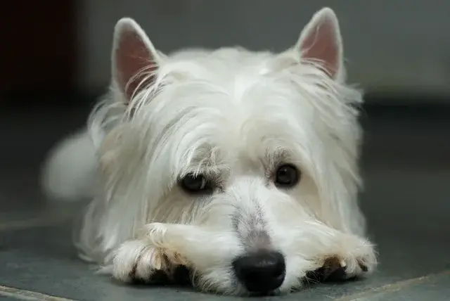 West Highland White Terrier photo