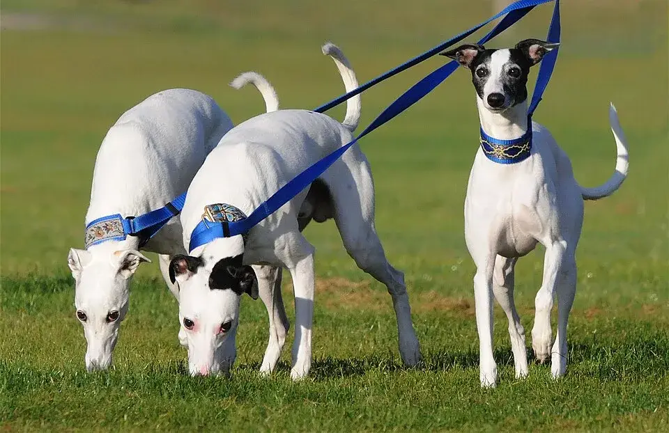 Whippet photo