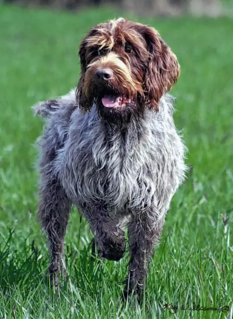 Wirehaired Pointing Griffon photo