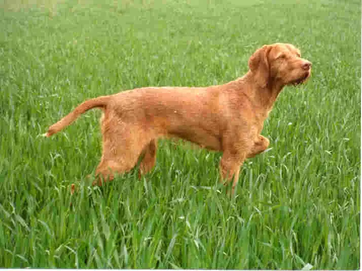 Wirehaired Vizsla photo