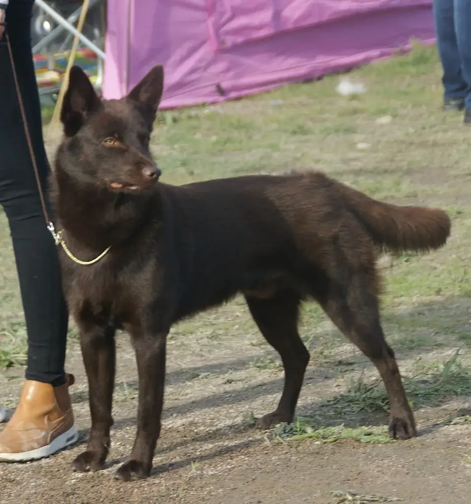 Working Kelpie photo