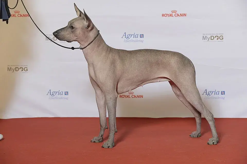 Xoloitzcuintli photo
