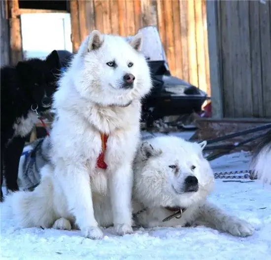 Yakutian Laika photo