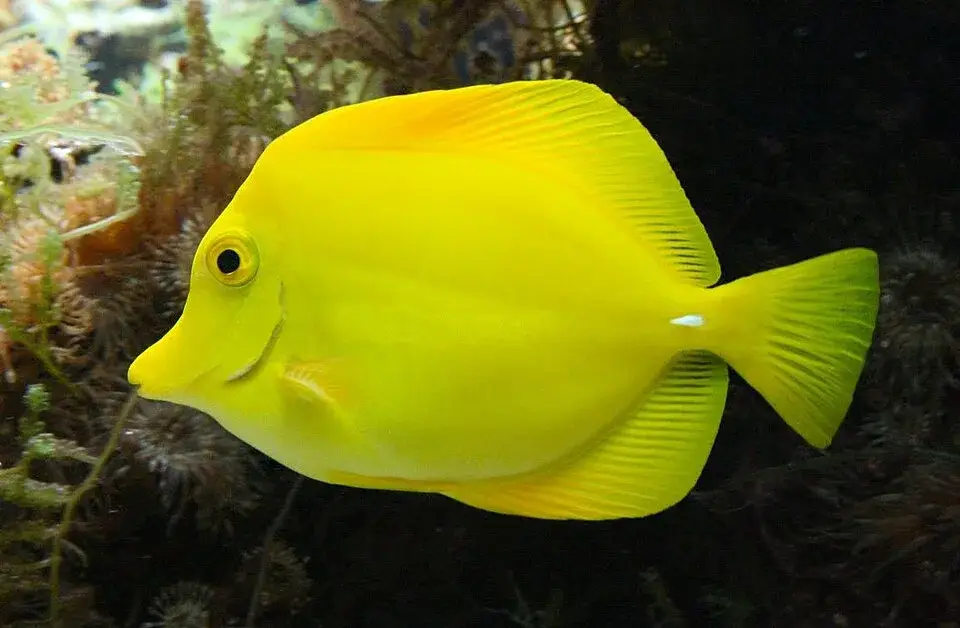 Yellow Tang photo