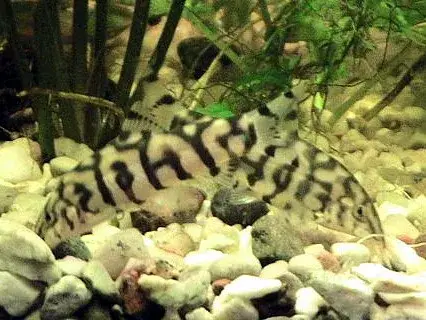 Yo-Yo Loach photo