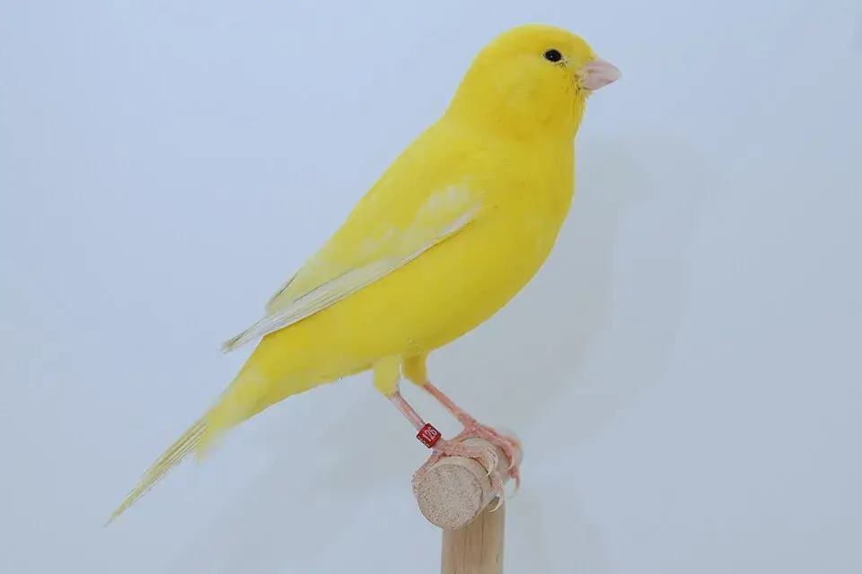 Yorkshire Canary photo