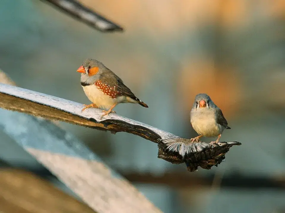 Zebra Finch photo