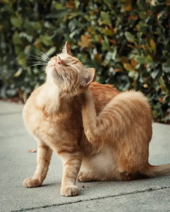 Flea control