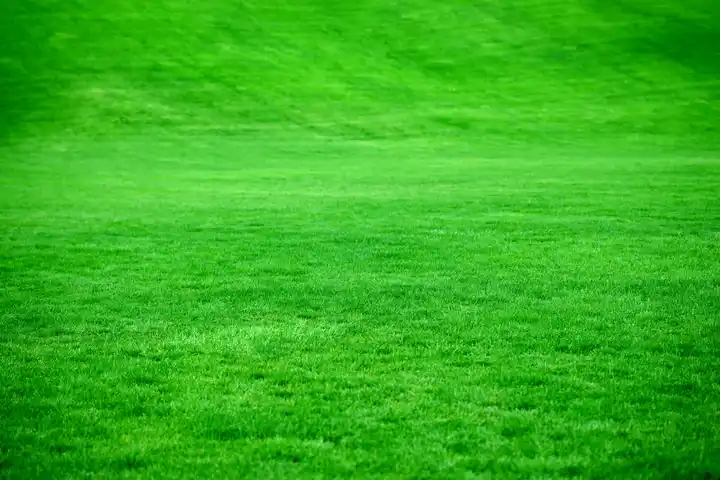 Dog grazing on grass